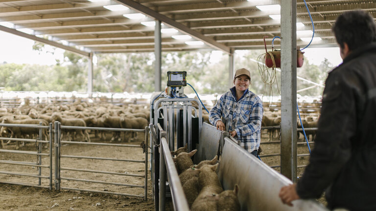 Weighing Category Banner