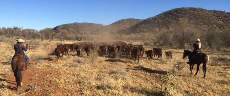 Remote WOW Cadzows case study7