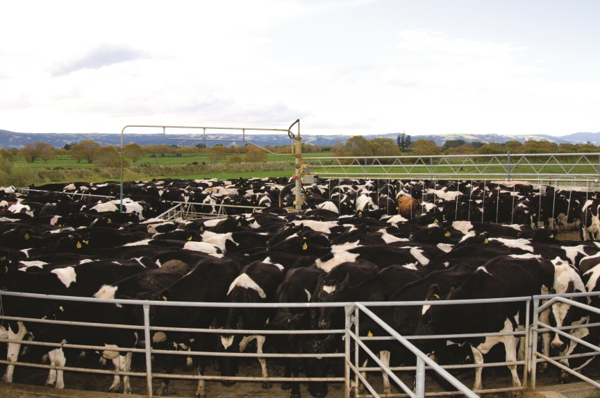 Milk Meters